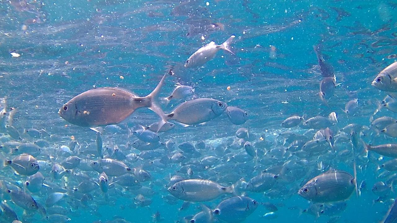 קניגיונה Scugnizza Smeralda מראה חיצוני תמונה